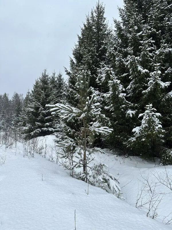 Можайск лес