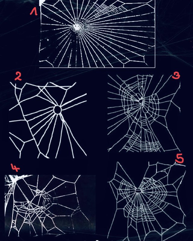 ***1️⃣*** **Spinnennetzbau unter Substanzeinfluss ***🕷️******🕸️*****