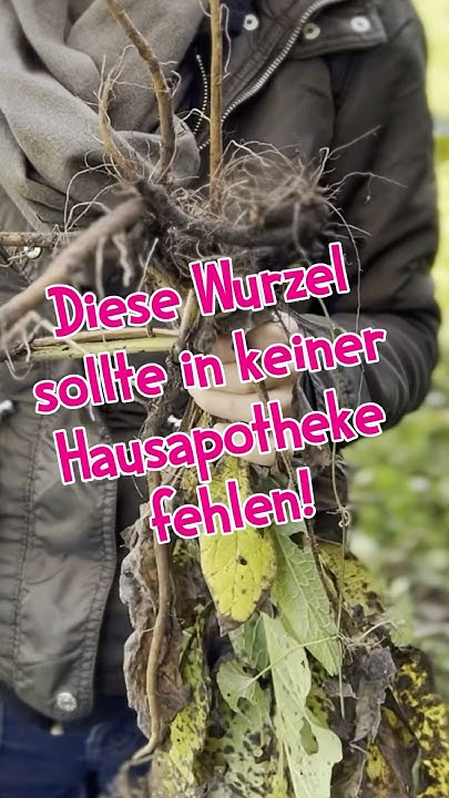 Warum diese Wurzel in keiner Hausapotheke …