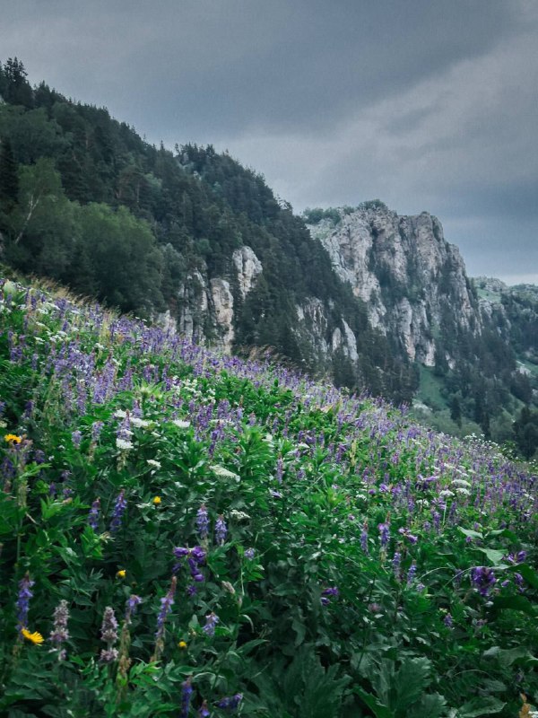 КРАСА КУБАНИ, Краснодарский край, Россия.