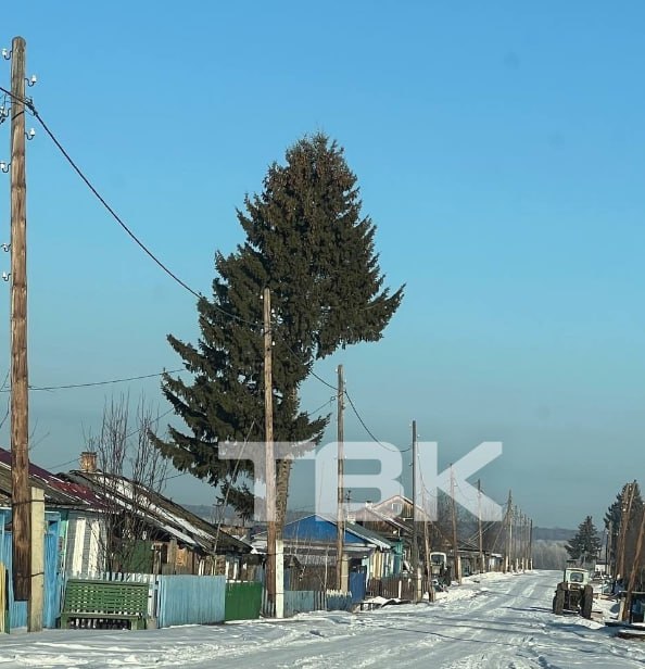 **Оригинальную обрезку деревьев заметили в Сухобузимском …