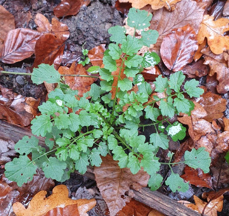 Schaumkraut ist sehr gesund, hat reinigende …