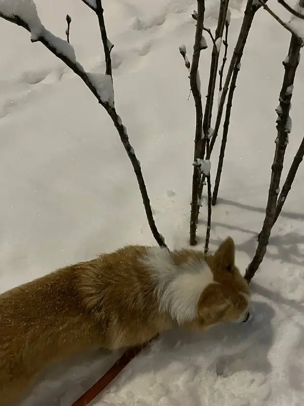 Набегались сегодня с Люком под снегопадом***☃️***