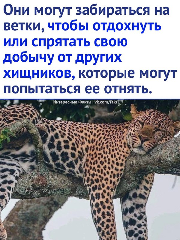 КРУТЫЕ ФАКТЫ!