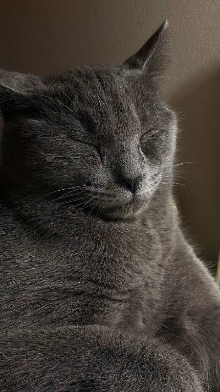 *kitties****?‍⬛***