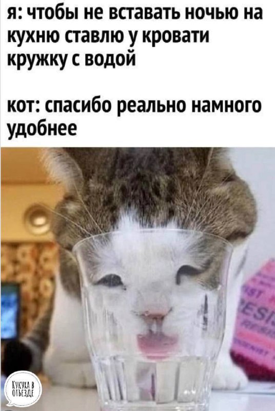 [Кукуха в отъезде](https://t.me/kukuha_v)***🐦***