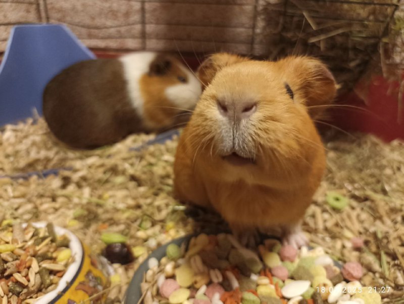 °|Квиснс🐹|°