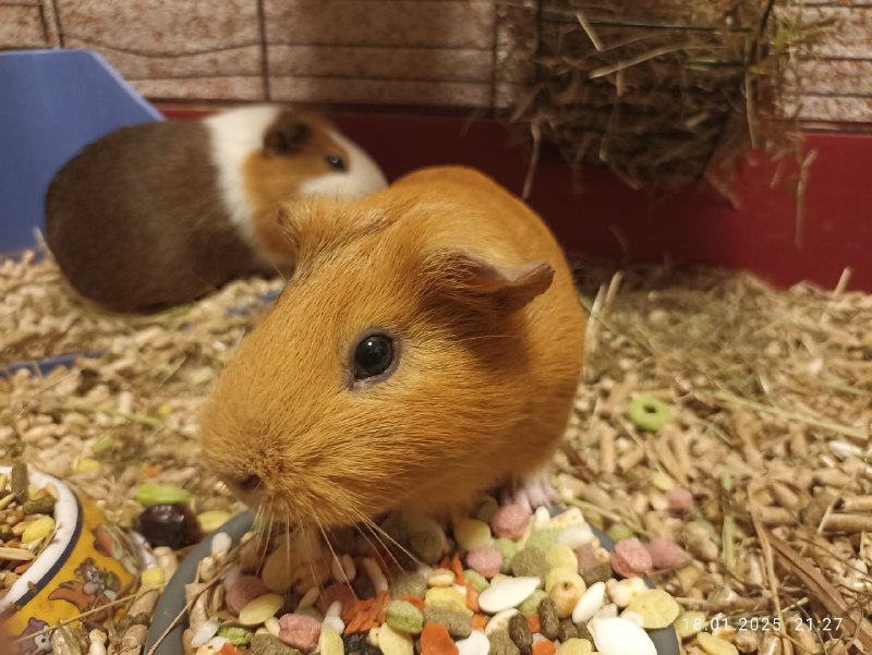 °|Квиснс🐹|°