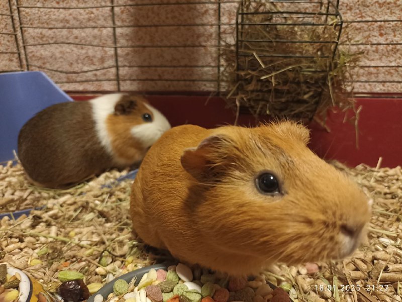 °|Квиснс🐹|°