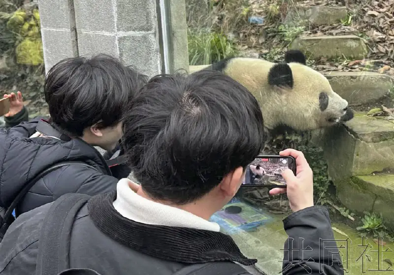 日中大學生造訪四川大熊貓基地看望“香香”