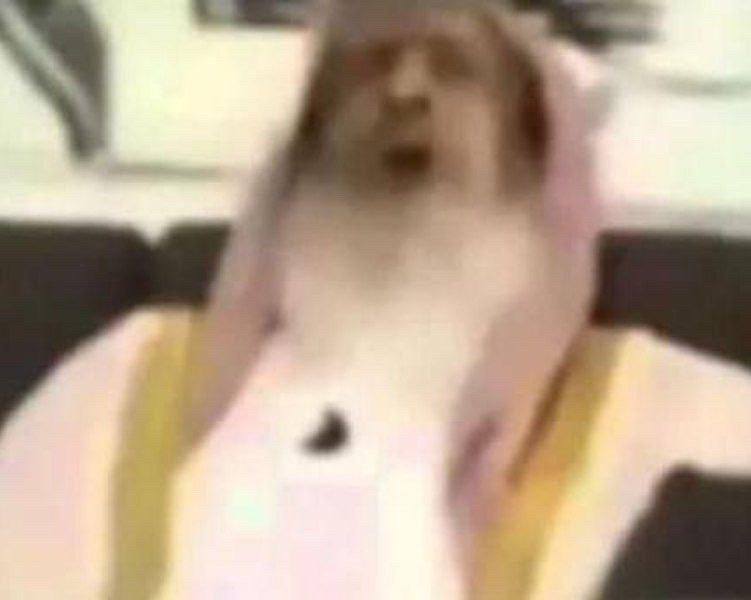 زنوج السماوة