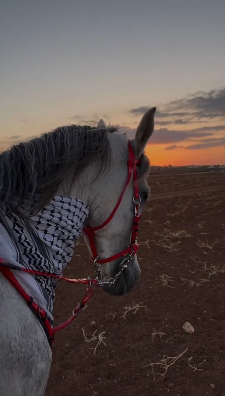 وإن لي قلبًا في حب الخيل …