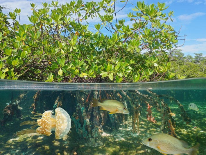 Bosque de manglar: tierra y mar …