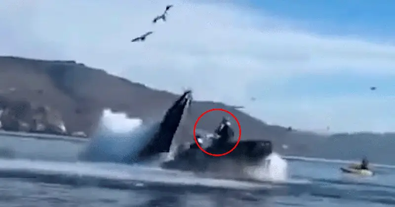 **Impresionantes imágenes de la vez que una ballena se tragó a 2 mujeres y las expulsó ilesas**