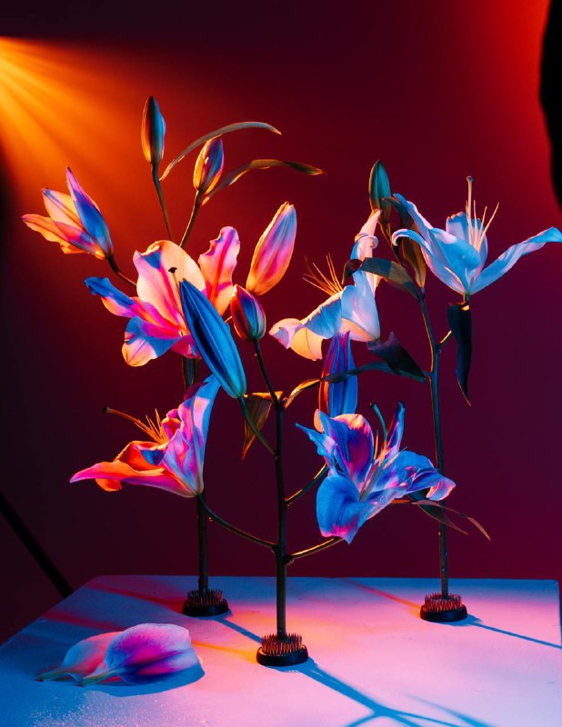 Твой любимый фотограф - Haidarovision