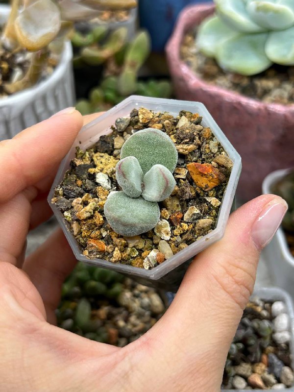 `Crassula sericea var sericea`