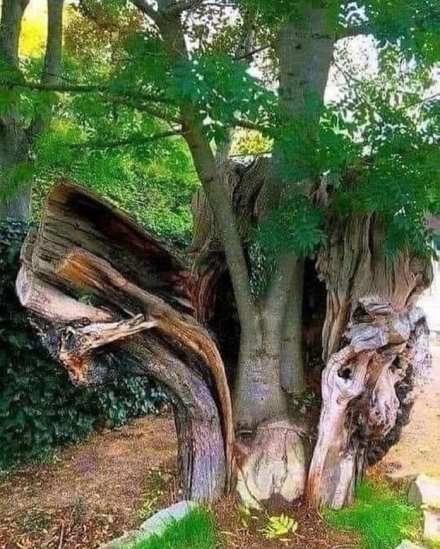 This tree decided to start a …