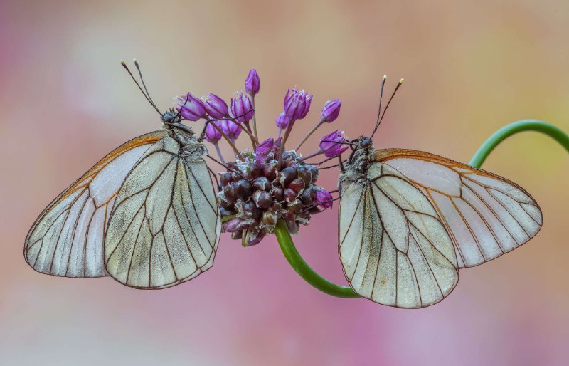 ***⭕*** مسابقه عکاسی