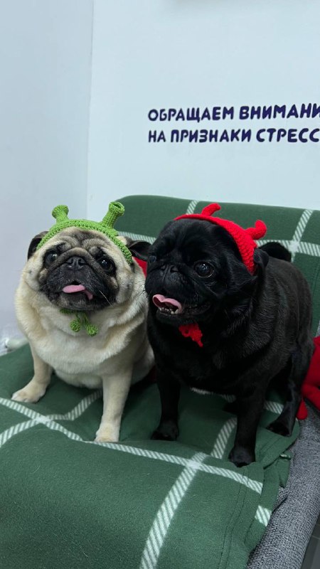 PUG_LEONID