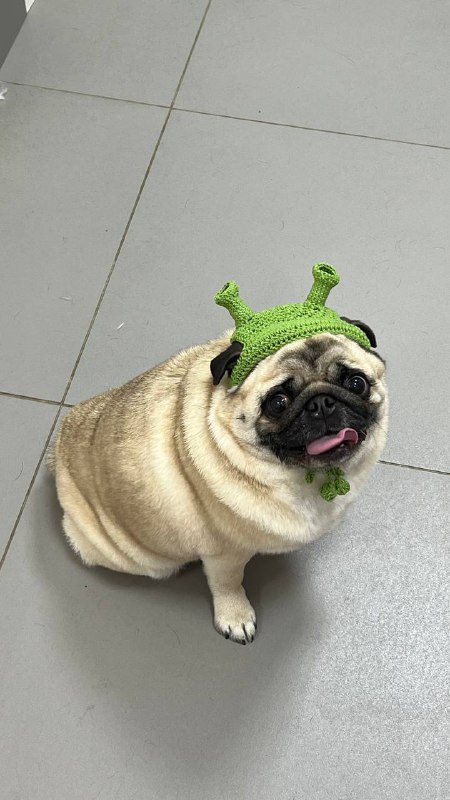 PUG_LEONID