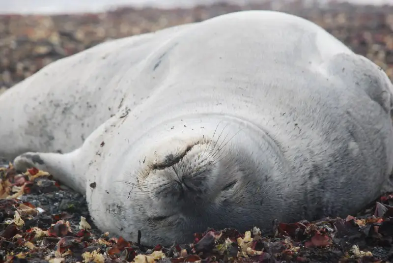 Life in Antarctica