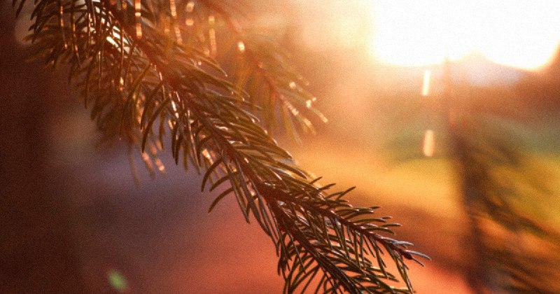 مشارçکت با خدا به این معنی …