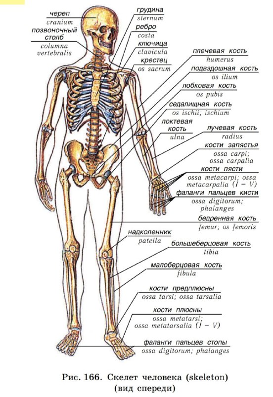 ***❗*****Строение скелета человека на русском и …