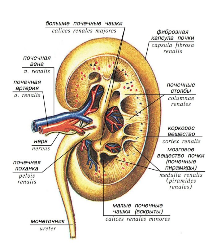 Строение почки