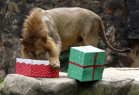 ***🎄******🦁******🎁***