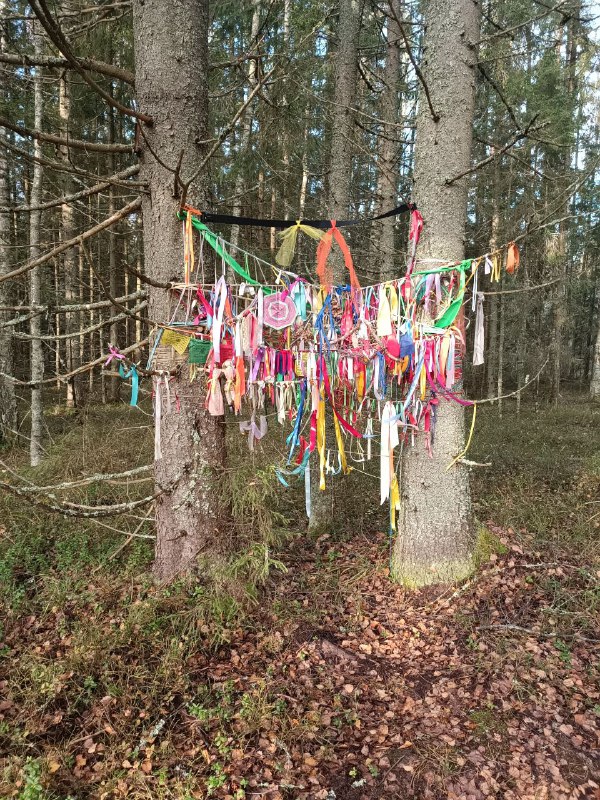 Татьяна Чуйкина 🌲🦊🌲Лисичкин Хуторок