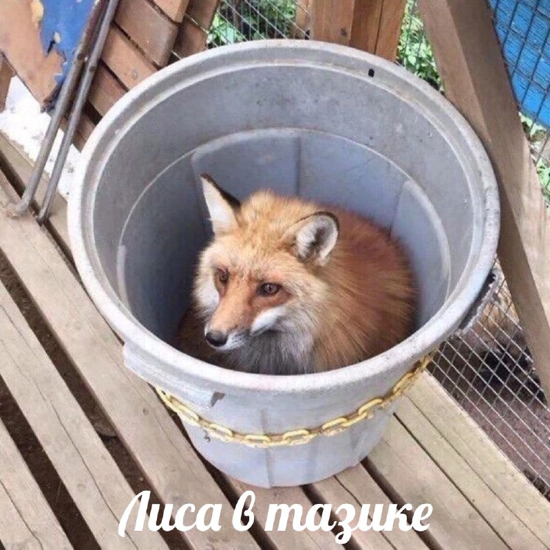 Блок Павлуши 🦊