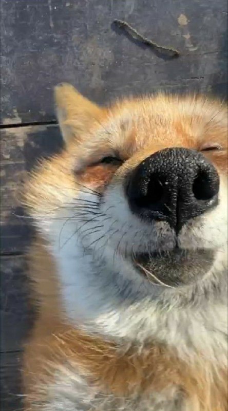 ***🦊***: