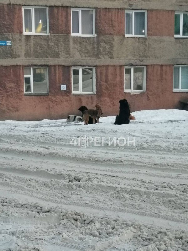 **На агрессивных собак жалуются жители краевой …