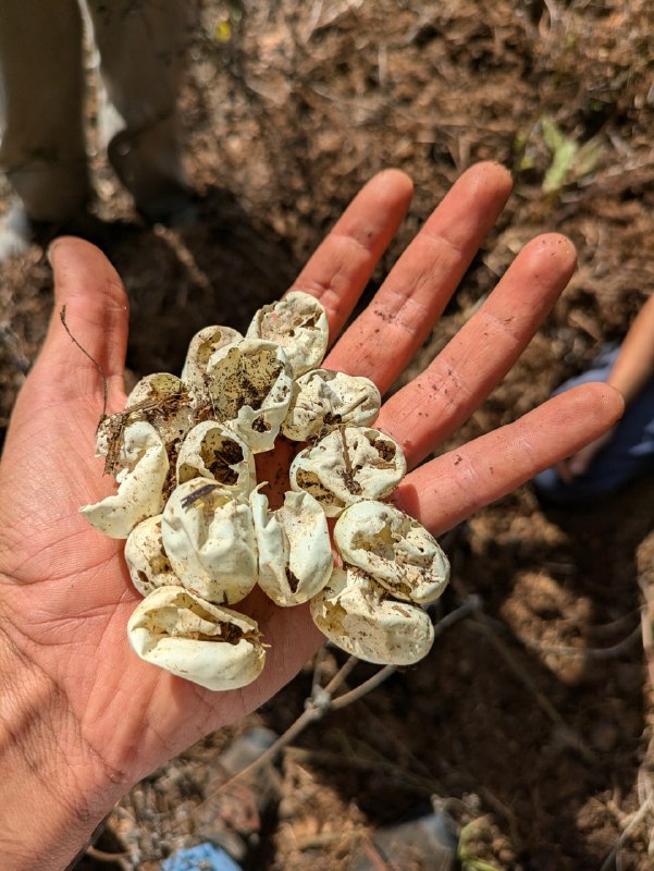 Living Soil Gardening