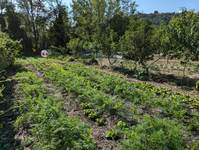 Living Soil Gardening