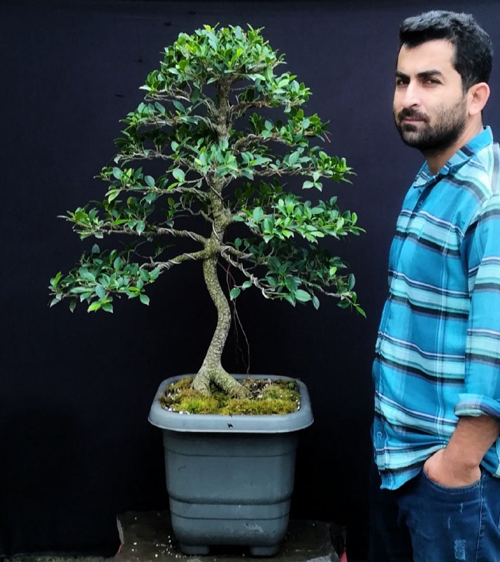 ***⛩️*** فیکوس رتوزاهای ۵٫۵ ساله