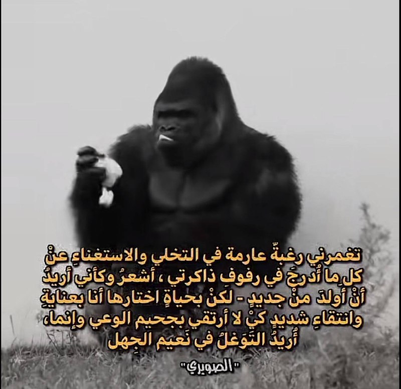 Losers diaries