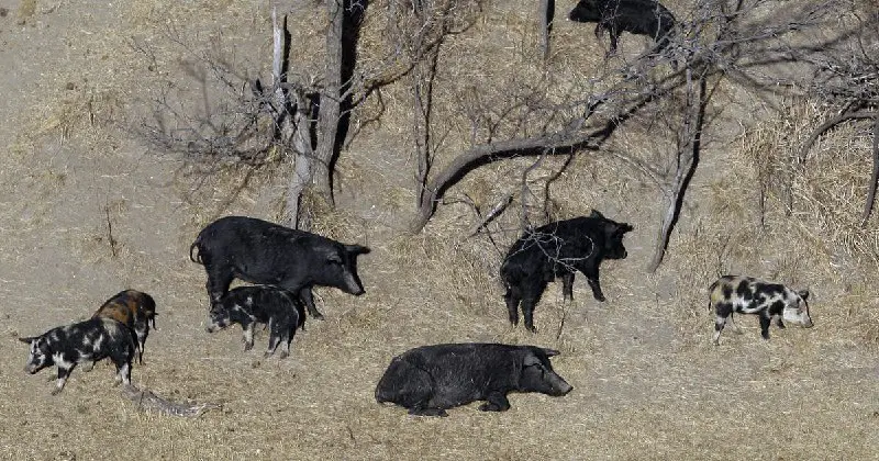 "Super pigs" — called the "most invasive animal on the planet" — threaten to invade northern U.S.