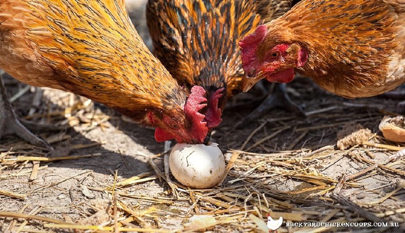 Chickens (especially non-broody hens) will occasionally …