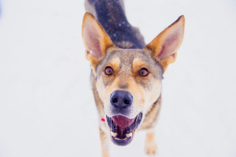 Lucky собаки 🧡🐶