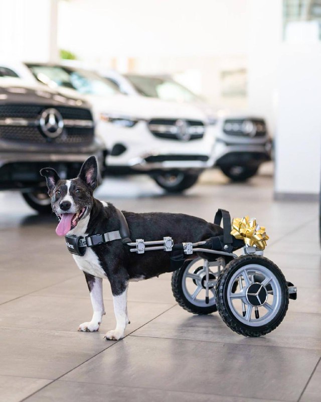 It's a heartwarming story that Mercedes …