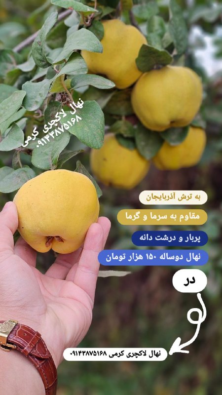 نهال محبوب به ترش آذربایجان..