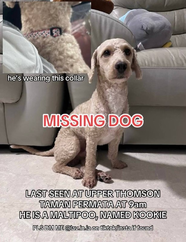 hello I lost my dog, please …