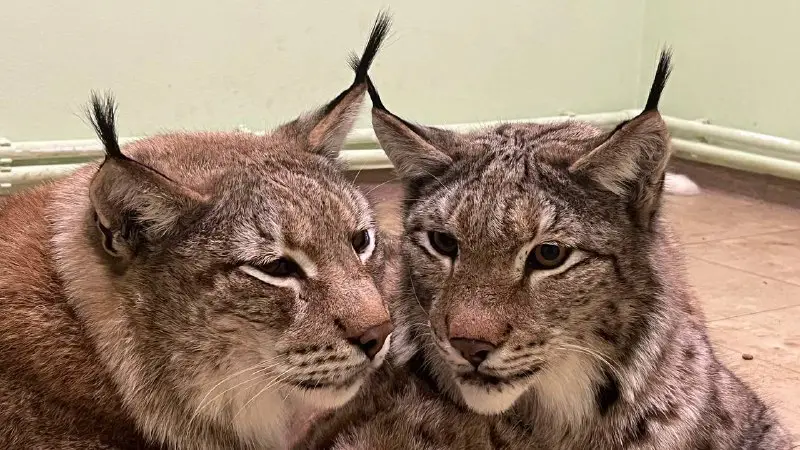 Lynx and husky