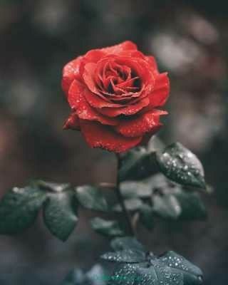 دَر فَراقِ پِدَرِ عَزیزَم°...***?******?***