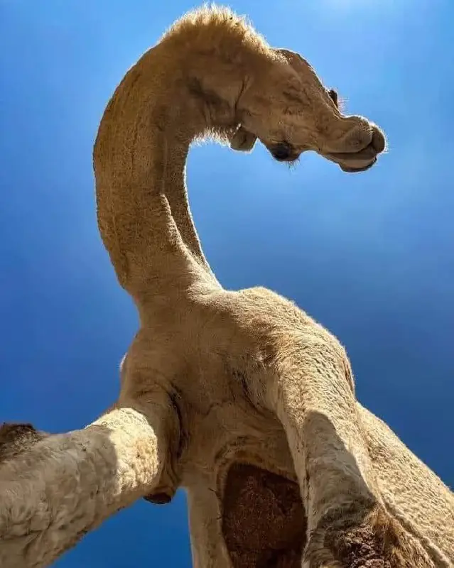 الإبل
