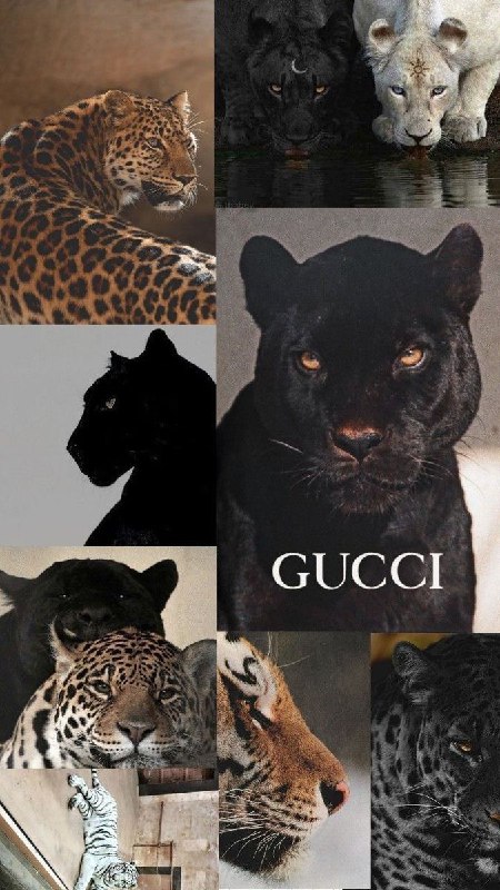 كنِزَيّ🐆🤍.