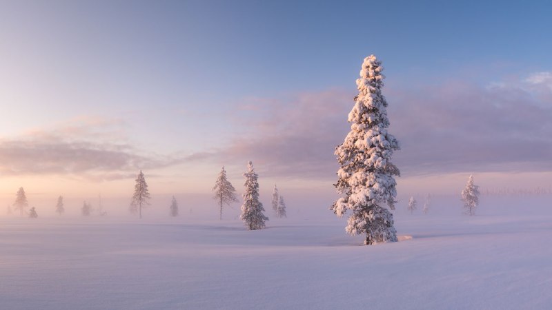 В ритме дикой природы