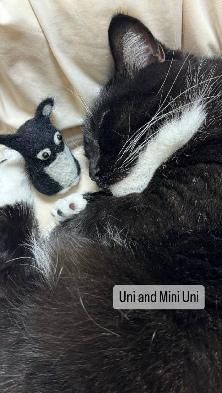 uni and mini uni