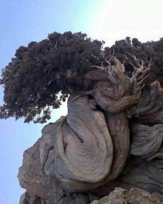 [#معلومة](?q=%23%D9%85%D8%B9%D9%84%D9%88%D9%85%D8%A9).. صنوبر بريستليكون: شاهد حي على …